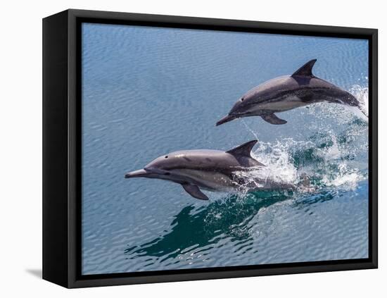 Long-beaked common dolphins (Delphinus capensis), leaping, Isla San Pedro Esteban-Michael Nolan-Framed Premier Image Canvas