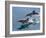 Long-beaked common dolphins (Delphinus capensis), leaping, Isla San Pedro Esteban-Michael Nolan-Framed Photographic Print