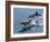 Long-beaked common dolphins (Delphinus capensis), leaping, Isla San Pedro Esteban-Michael Nolan-Framed Photographic Print