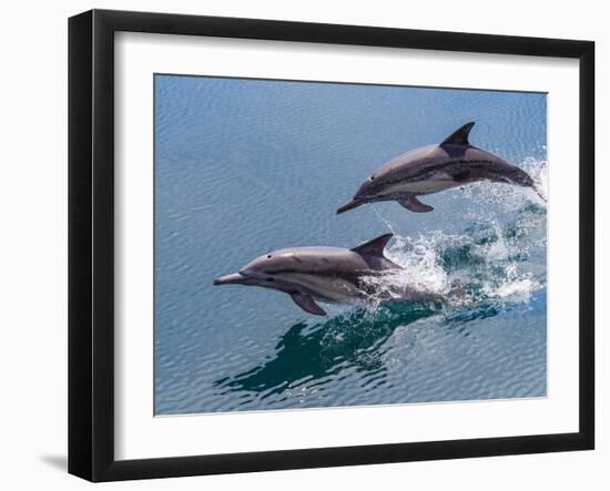 Long-beaked common dolphins (Delphinus capensis), leaping, Isla San Pedro Esteban-Michael Nolan-Framed Photographic Print