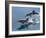 Long-beaked common dolphins (Delphinus capensis), leaping, Isla San Pedro Esteban-Michael Nolan-Framed Photographic Print