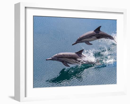 Long-beaked common dolphins (Delphinus capensis), leaping, Isla San Pedro Esteban-Michael Nolan-Framed Photographic Print