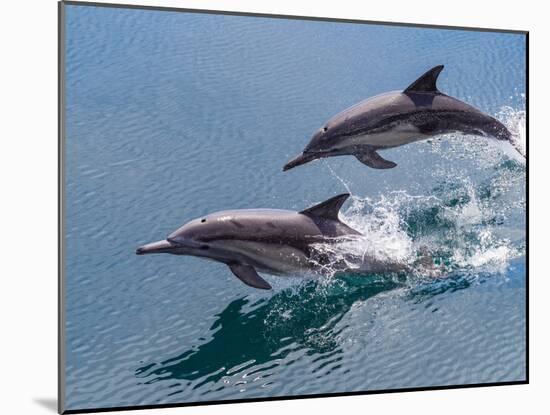Long-beaked common dolphins (Delphinus capensis), leaping, Isla San Pedro Esteban-Michael Nolan-Mounted Photographic Print