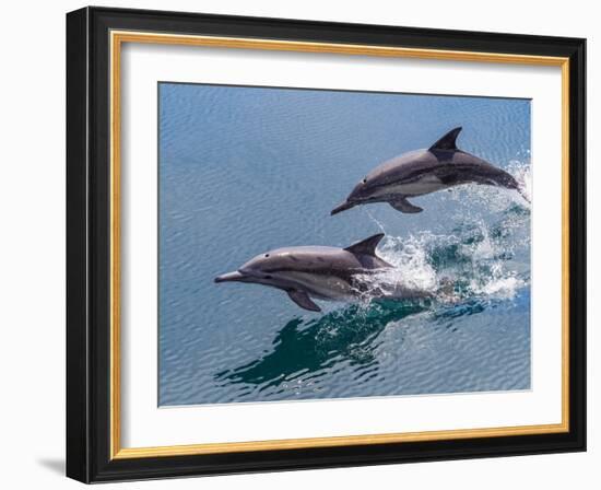 Long-beaked common dolphins (Delphinus capensis), leaping, Isla San Pedro Esteban-Michael Nolan-Framed Photographic Print