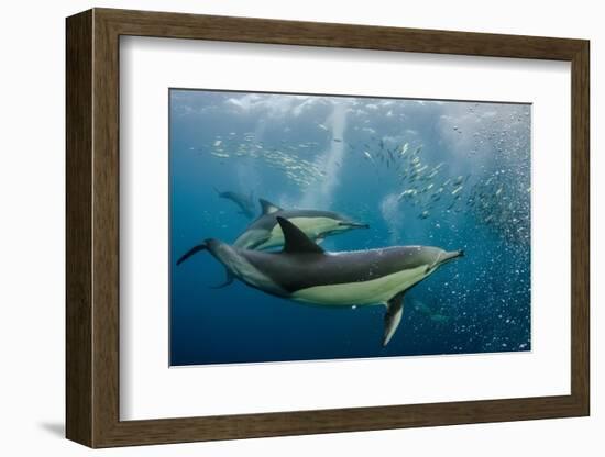 Long-beaked common dolphins feeding, South Africa-Pete Oxford-Framed Photographic Print