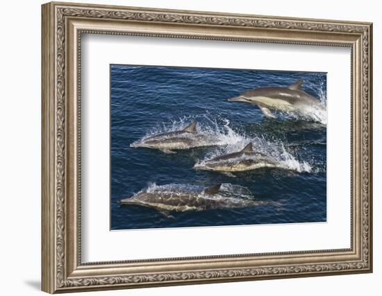 Long-Beaked Common Dolphins, Isla San Esteban, Gulf of California (Sea of Cortez), Mexico-Michael Nolan-Framed Photographic Print