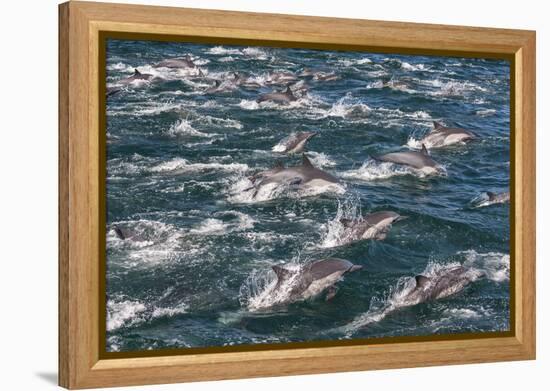 Long-beaked common dolphins, Sea of Cortez, Baja California, Mexico-Art Wolfe-Framed Premier Image Canvas