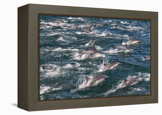 Long-beaked common dolphins, Sea of Cortez, Baja California, Mexico-Art Wolfe-Framed Premier Image Canvas