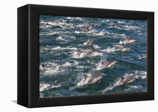 Long-beaked common dolphins, Sea of Cortez, Baja California, Mexico-Art Wolfe-Framed Premier Image Canvas