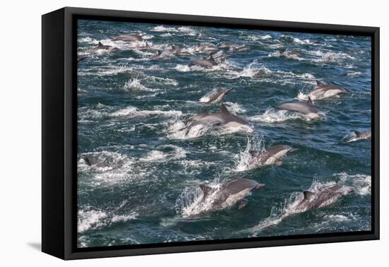 Long-beaked common dolphins, Sea of Cortez, Baja California, Mexico-Art Wolfe-Framed Premier Image Canvas