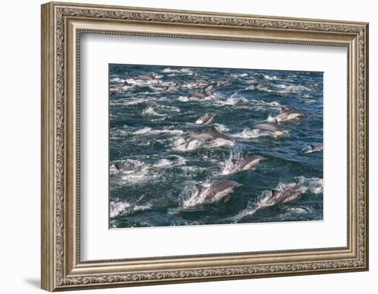 Long-beaked common dolphins, Sea of Cortez, Baja California, Mexico-Art Wolfe-Framed Photographic Print