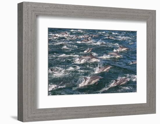 Long-beaked common dolphins, Sea of Cortez, Baja California, Mexico-Art Wolfe-Framed Photographic Print