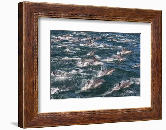 Long-beaked common dolphins, Sea of Cortez, Baja California, Mexico-Art Wolfe-Framed Photographic Print