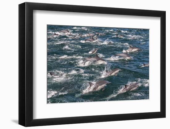 Long-beaked common dolphins, Sea of Cortez, Baja California, Mexico-Art Wolfe-Framed Photographic Print