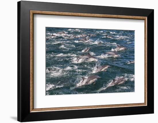 Long-beaked common dolphins, Sea of Cortez, Baja California, Mexico-Art Wolfe-Framed Photographic Print
