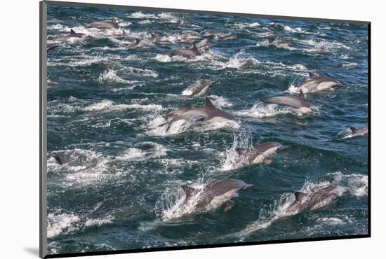 Long-beaked common dolphins, Sea of Cortez, Baja California, Mexico-Art Wolfe-Mounted Photographic Print