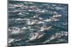 Long-beaked common dolphins, Sea of Cortez, Baja California, Mexico-Art Wolfe-Mounted Photographic Print