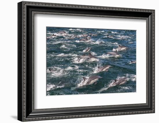 Long-beaked common dolphins, Sea of Cortez, Baja California, Mexico-Art Wolfe-Framed Photographic Print