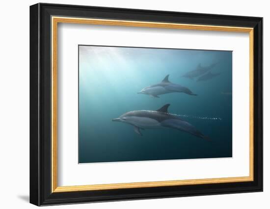 Long-Beaked Dolphin (Delphinus Capensis)-Reinhard Dirscherl-Framed Photographic Print