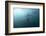 Long-Beaked Dolphin (Delphinus Capensis)-Reinhard Dirscherl-Framed Photographic Print