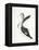 Long Billed Bird-Stellar Design Studio-Framed Stretched Canvas