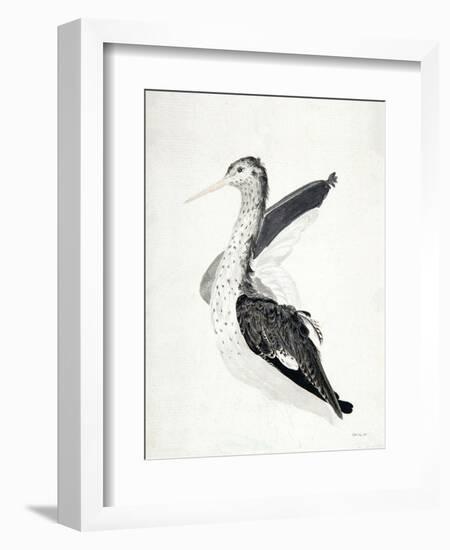 Long Billed Bird-Stellar Design Studio-Framed Art Print