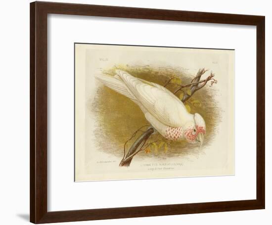 Long-Billed Cockatoo, 1891-Gracius Broinowski-Framed Giclee Print