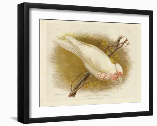 Long-Billed Cockatoo, 1891-Gracius Broinowski-Framed Giclee Print