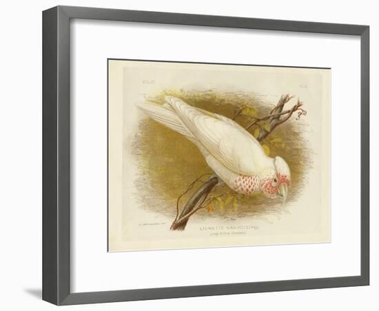 Long-Billed Cockatoo, 1891-Gracius Broinowski-Framed Giclee Print