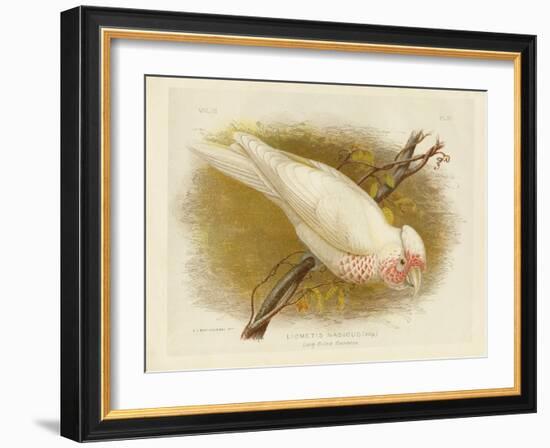 Long-Billed Cockatoo, 1891-Gracius Broinowski-Framed Giclee Print