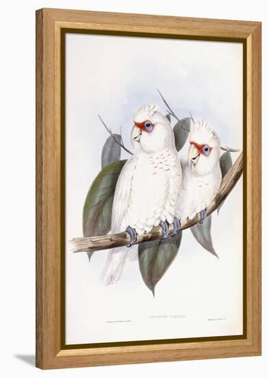 Long-Billed Cockatoo-John Gould-Framed Premier Image Canvas