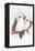 Long-Billed Cockatoo-John Gould-Framed Premier Image Canvas