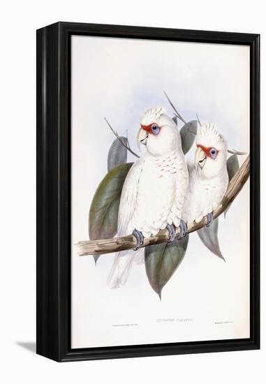 Long-Billed Cockatoo-John Gould-Framed Premier Image Canvas