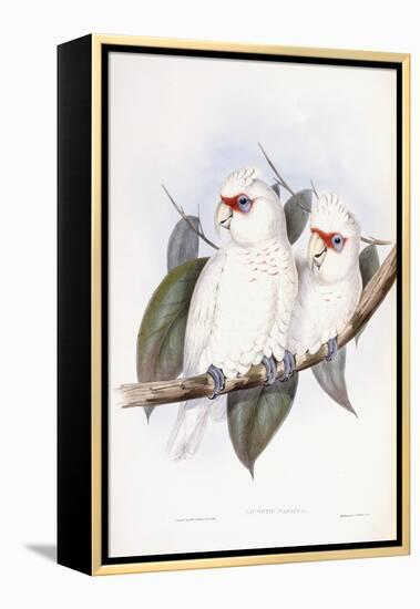 Long-Billed Cockatoo-John Gould-Framed Premier Image Canvas