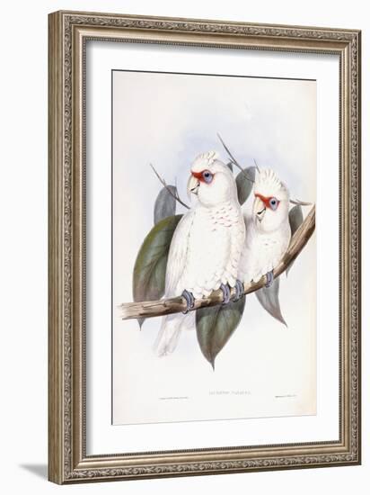 Long-Billed Cockatoo-John Gould-Framed Giclee Print