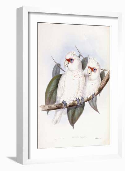 Long-Billed Cockatoo-John Gould-Framed Giclee Print
