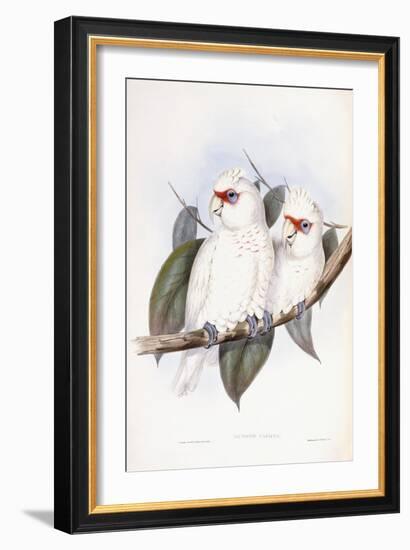 Long-Billed Cockatoo-John Gould-Framed Giclee Print