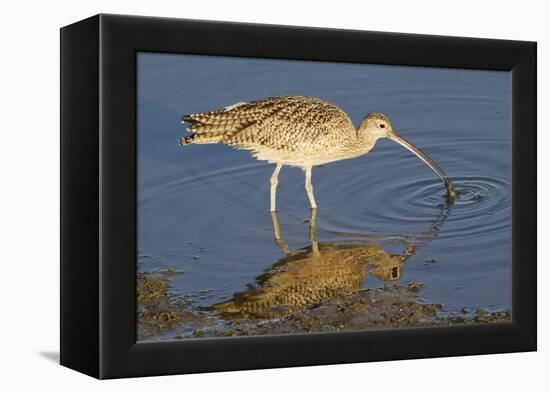 Long-Billed Curlew Catchs a Clam-Hal Beral-Framed Premier Image Canvas