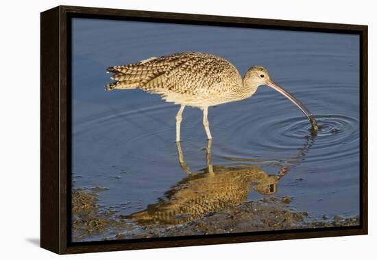 Long-Billed Curlew Catchs a Clam-Hal Beral-Framed Premier Image Canvas