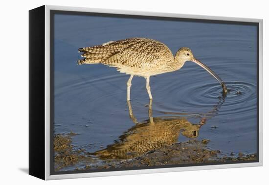 Long-Billed Curlew Catchs a Clam-Hal Beral-Framed Premier Image Canvas