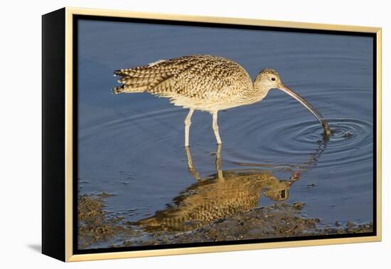 Long-Billed Curlew Catchs a Clam-Hal Beral-Framed Premier Image Canvas