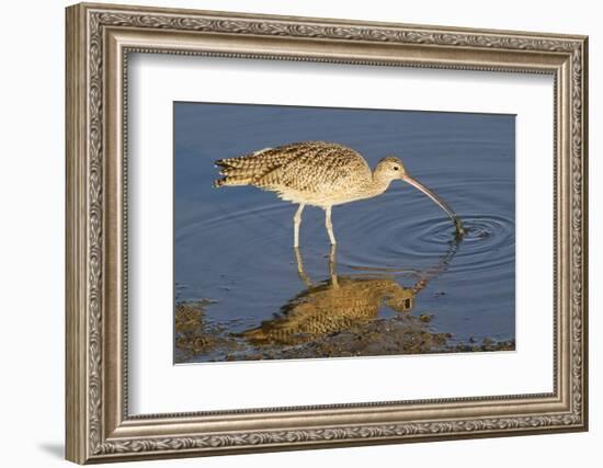 Long-Billed Curlew Catchs a Clam-Hal Beral-Framed Photographic Print