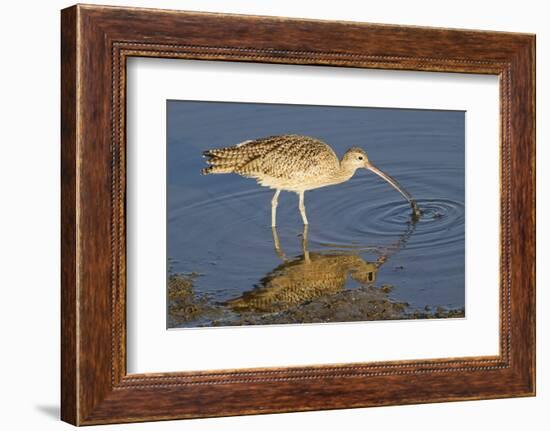 Long-Billed Curlew Catchs a Clam-Hal Beral-Framed Photographic Print