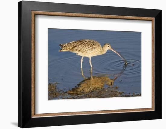 Long-Billed Curlew Catchs a Clam-Hal Beral-Framed Photographic Print