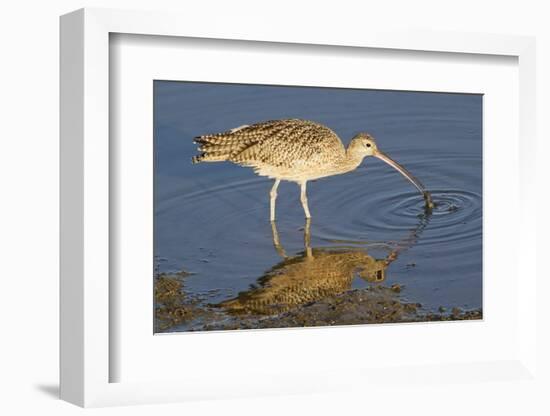 Long-Billed Curlew Catchs a Clam-Hal Beral-Framed Photographic Print