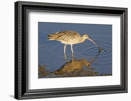 Long-Billed Curlew Catchs a Clam-Hal Beral-Framed Photographic Print