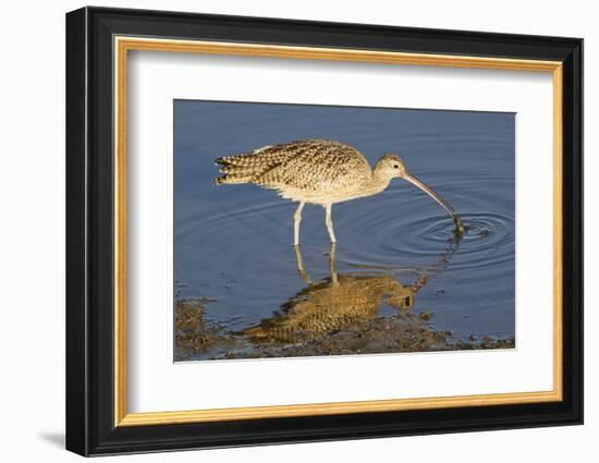 Long-Billed Curlew Catchs a Clam-Hal Beral-Framed Photographic Print