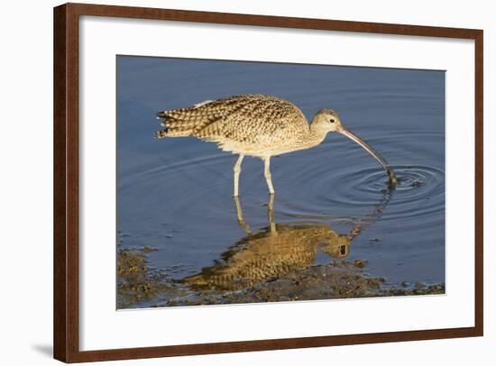 Long-Billed Curlew Catchs a Clam-Hal Beral-Framed Photographic Print