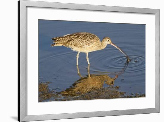 Long-Billed Curlew Catchs a Clam-Hal Beral-Framed Photographic Print