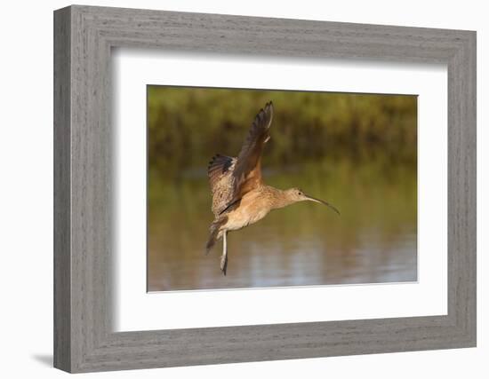 Long-Billed Curlew Landing-Hal Beral-Framed Photographic Print